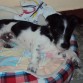 3 meses